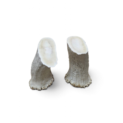 Älghorn par, XXL