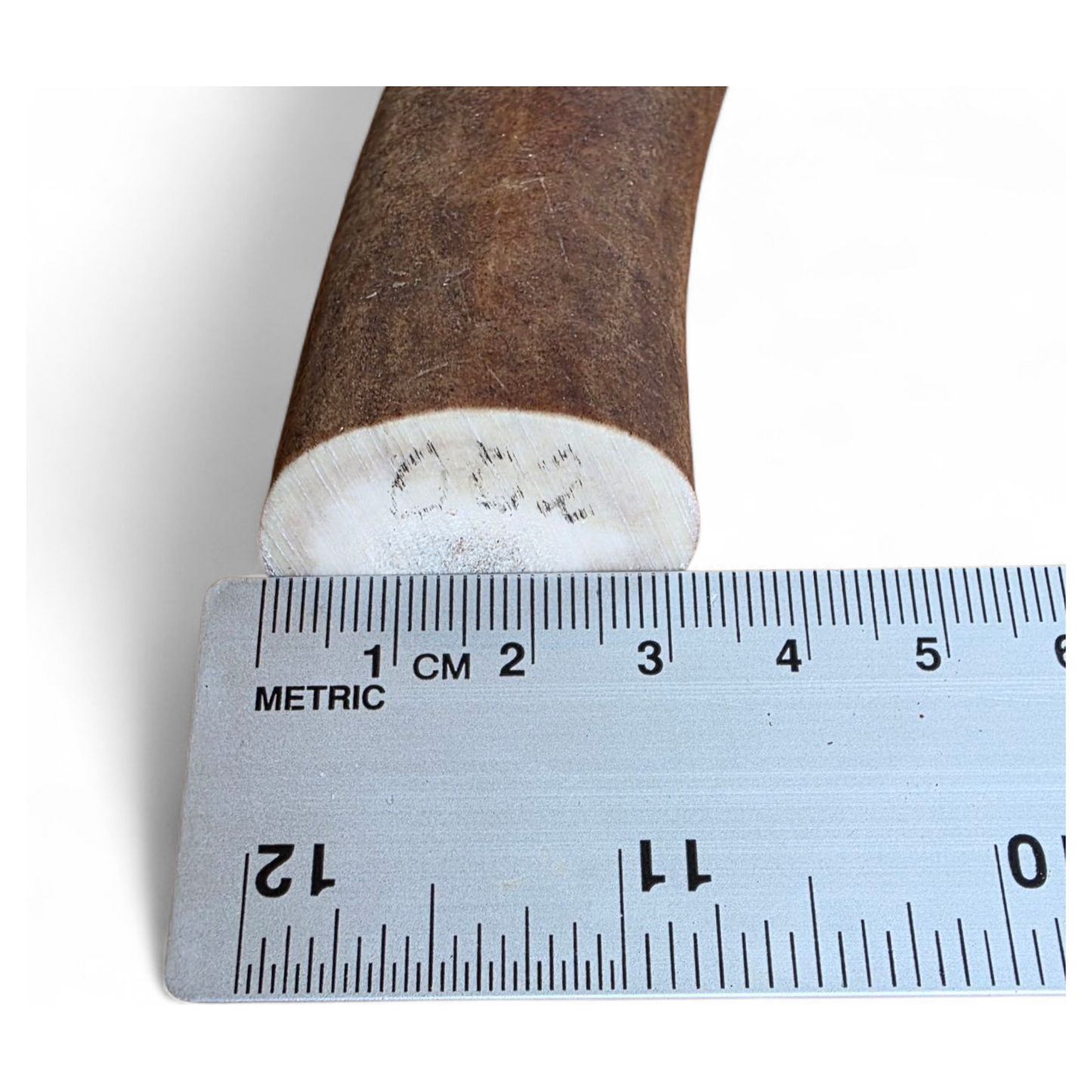 Renhorn XL 290mm #002