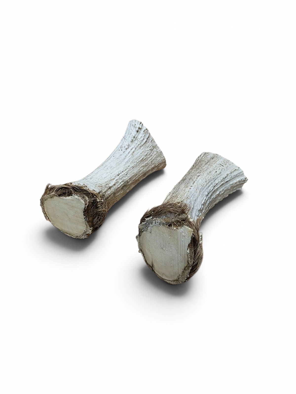 Älghorn par, XXL
